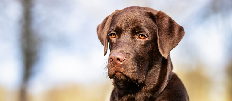 are labradors working dogs