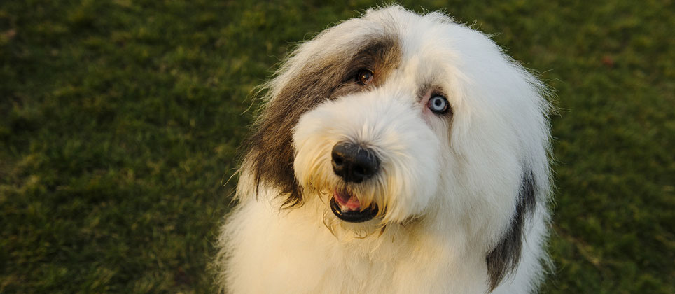 do old english sheepdogs shed a lot