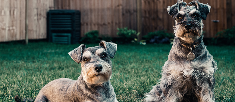 what kind of brush to use on a miniature schnauzer