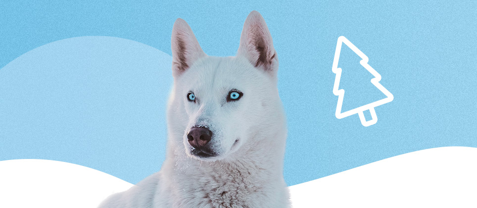 why do huskies make good sled dogs