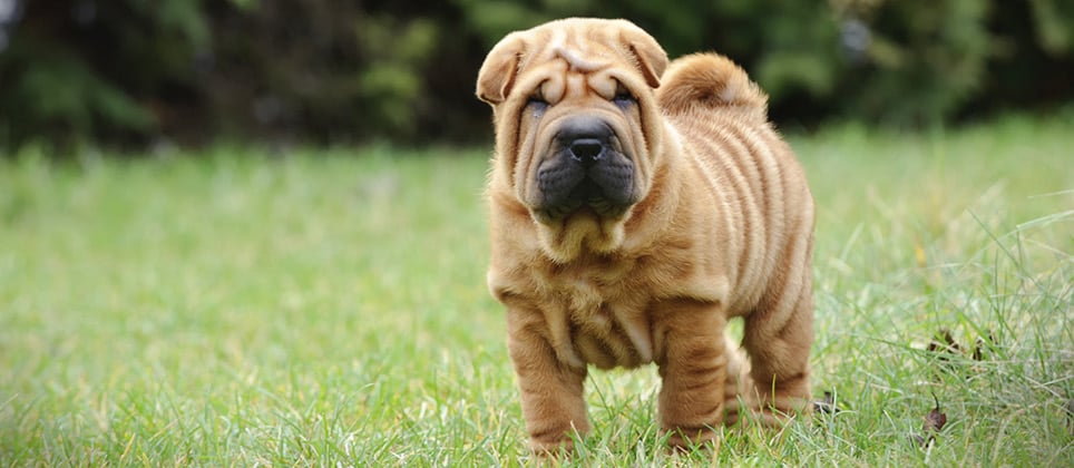 are shar pei dogs good for families