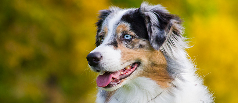 australian shepherds (smaller scale) dog Wallpaper