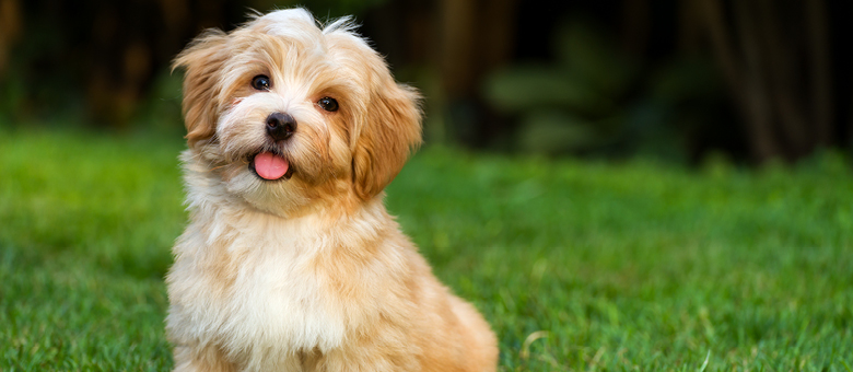 Dog food recommendations for havanese sale