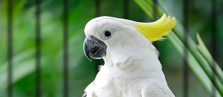 Keeping birds clearance as pets