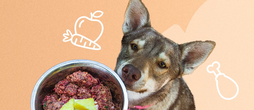 Is a raw outlet diet safe for dogs