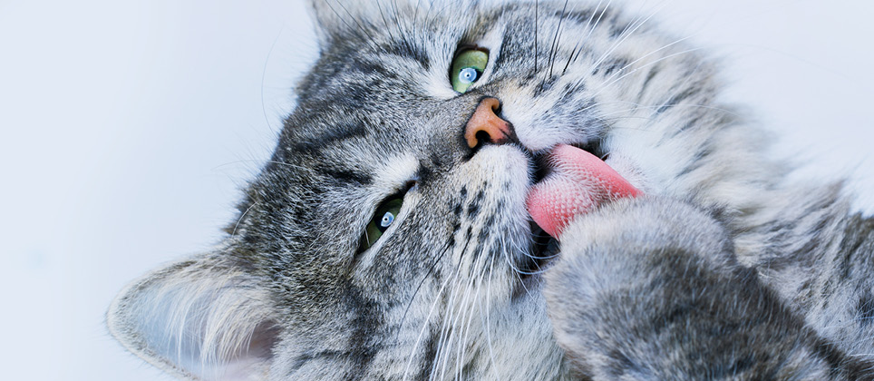 Study: Tongue hooks the key to cat cleansing