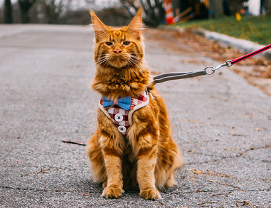 Le Maine Coon : le « roi » des chats 