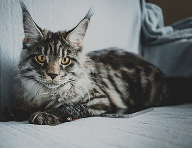 Le Maine Coon : le « roi » des chats 