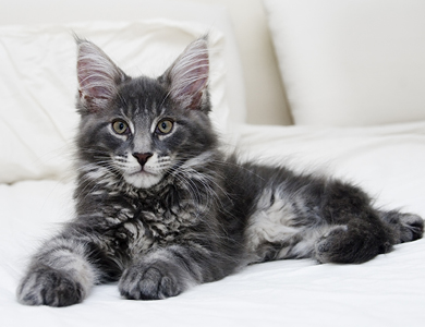 Le Maine Coon : le « roi » des chats 