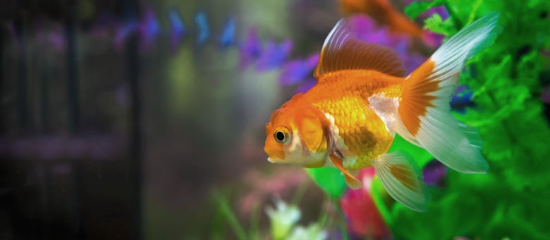 10 tips for maintaining your aquarium