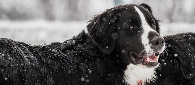 The labernese and the Saint-Pierre, a beautiful Mira story