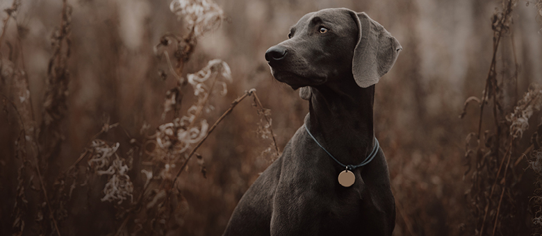 The Weimaraner, nicknamed the grey ghost