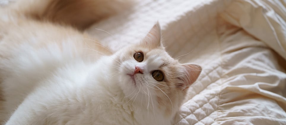 The ragamuffin: a cat that looks like a cherub