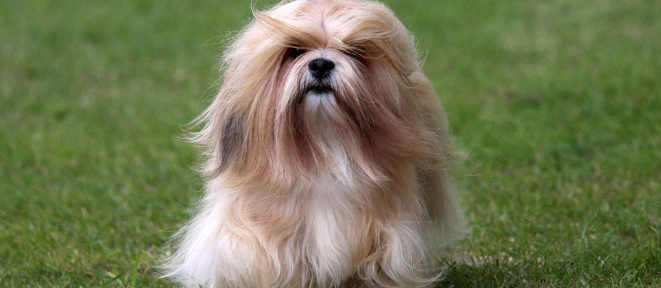 The Lhasa apso: partner of Tibetan monks