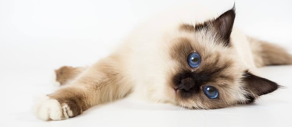 The Birman: an enchanting gaze and a feline sweetness