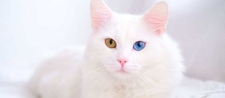 The Turkish Van, Turkey’s feline gem