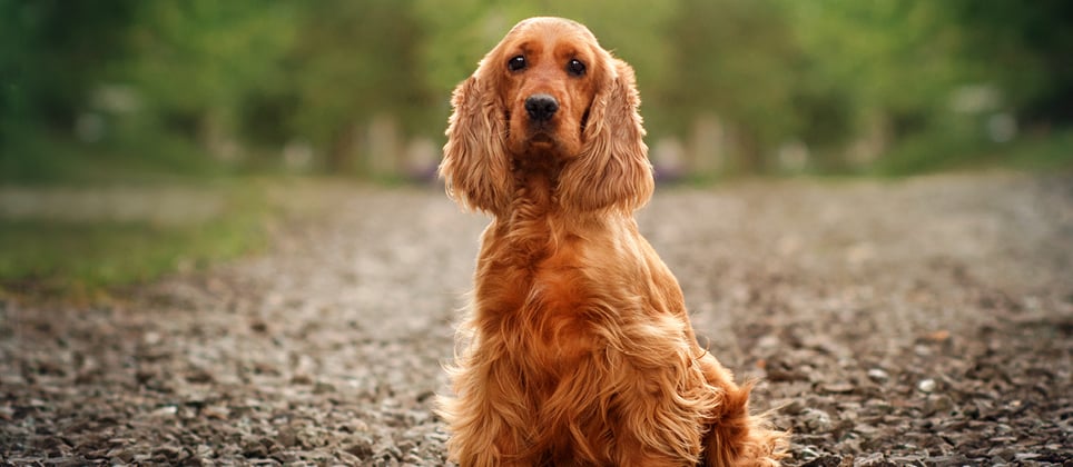 The English cocker spaniel: a four-legged bundle of joy