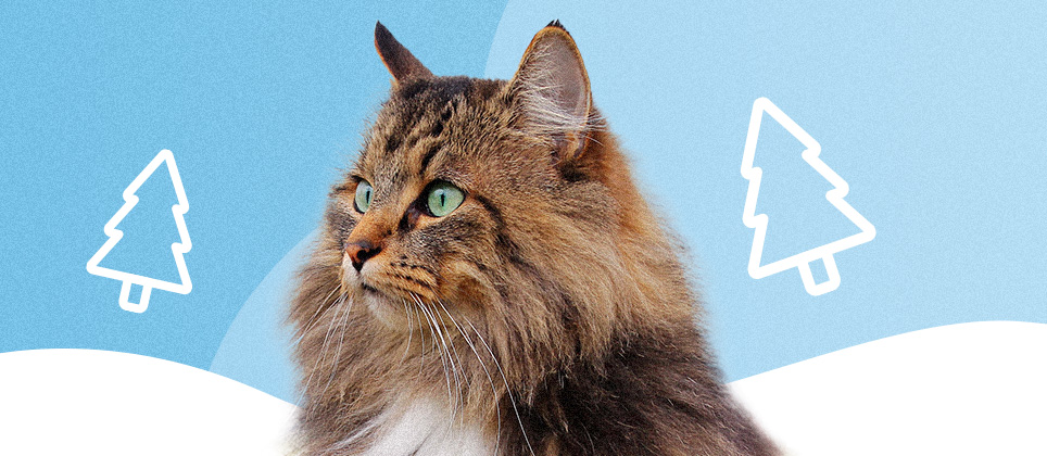 The skogkatt, or Norwegian forest cat