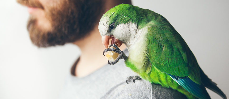 A healthy parrot diet