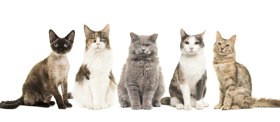 The origin of cat breeds