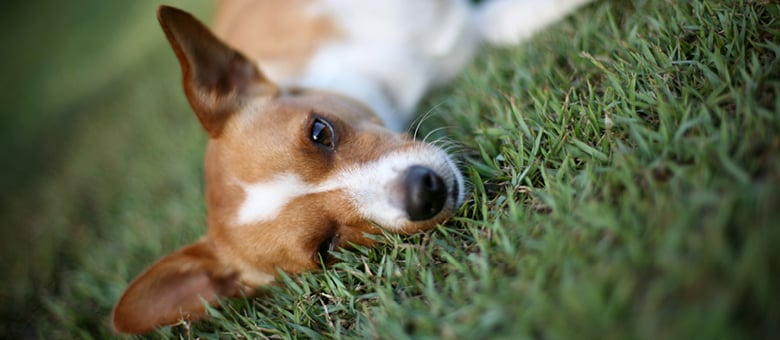 A pet park in your yard!