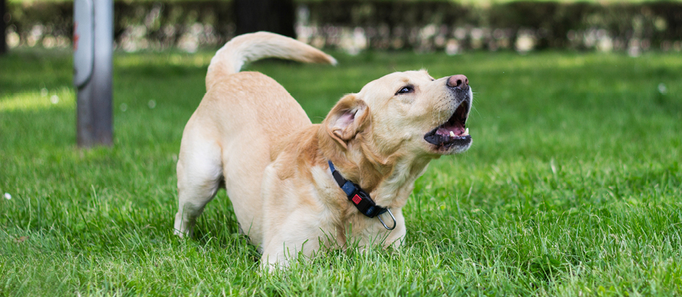 How to get your dog to stop barking?