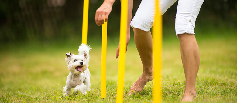 The canine Olympic Games