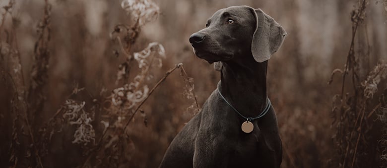 The Weimaraner, nicknamed the grey ghost