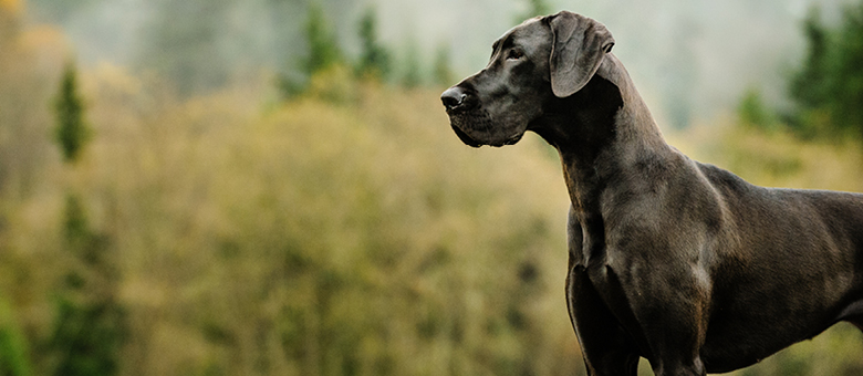 Le grand danois l Apollon de la gente canine