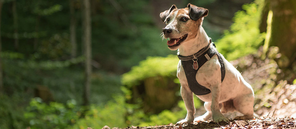 Choisir le bon collier, harnais et laisse pour votre chien