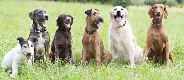 L’importance de la socialisation des chiens