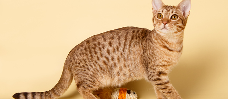 L’ocicat, le chat moucheté à l’allure d’ocelot