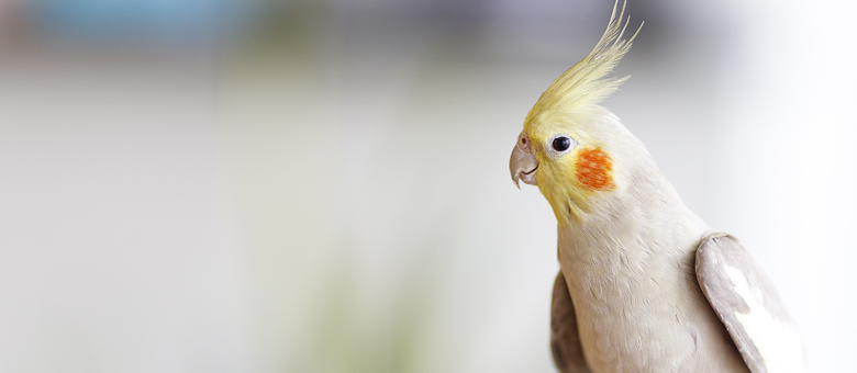 Les premiers signes de maladie chez un oiseau