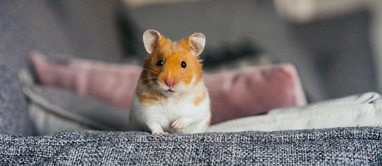 Vos petits animaux en liberté dans la maison : pour ou contre?