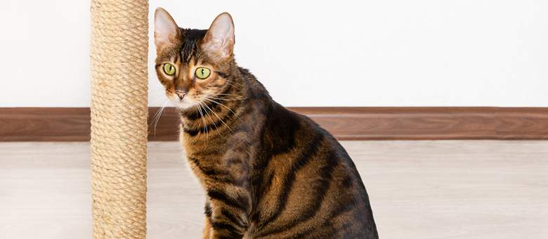 Le toyger, petit tigre de salon