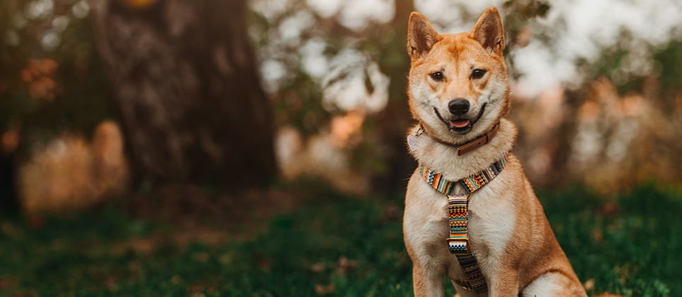 Le shiba inu, trésor national du Japon