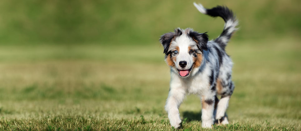 La queue du chien, une partie du corps très utile!