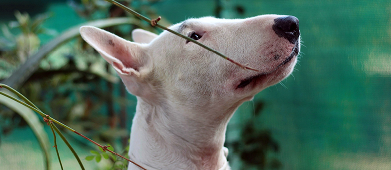 Le bull terrier, si attachant avec sa drôle de tête