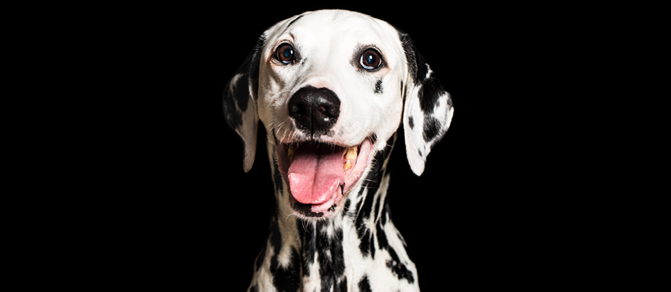 Le dalmatien, compagnon canin des services d’incendie