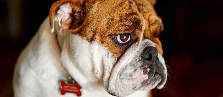 Le bulldog, un chien doux et affectueux