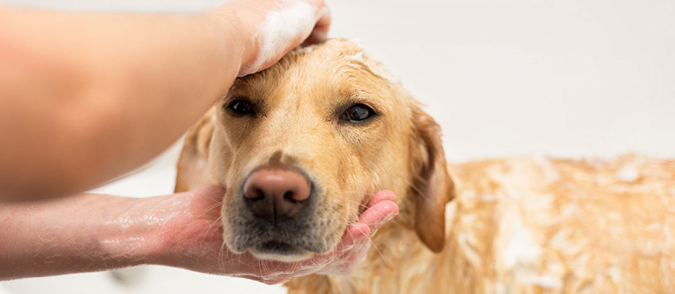 Trucs et astuces pour un chien tout propre!