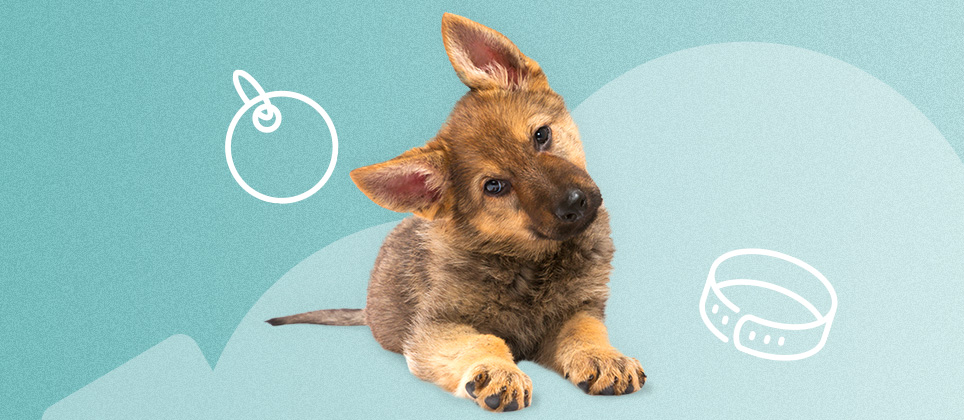 L’arrivée d'un chiot dans la maison