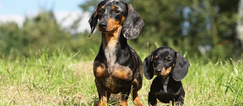 Le Teckel (Dachshund) : une petite race avec une grande personnalité