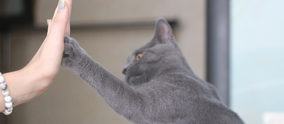 Entraîner son chat à faire un top là (high five)