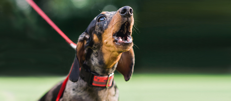 L’aboiement chez le chien : Trucs et astuces pour comprendre et intervenir