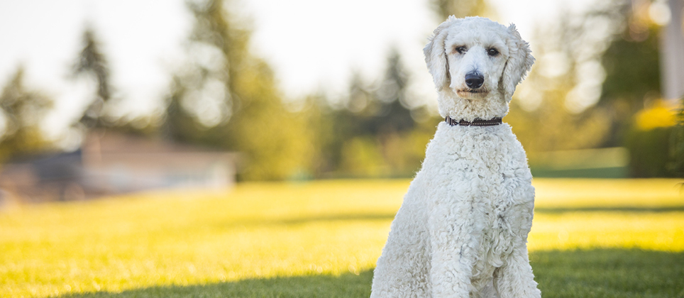 Le caniche, bien plus qu’un chien avec des pompons