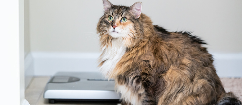 Comment contrôler le poids du chat?