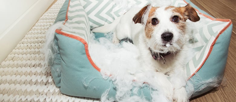 Comment gérer un chien destructeur?