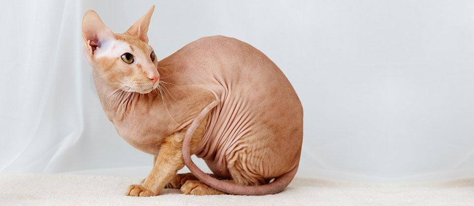 Le peterbald : un chat athlétique et affectueux