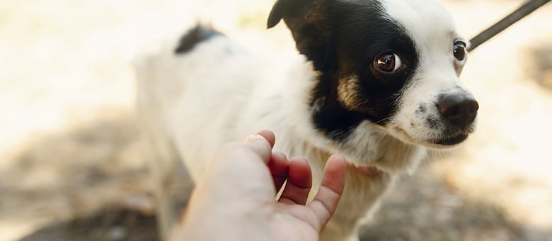 Votre chien et les inconnus : que faire lorsqu’il a des réactions imprévisibles